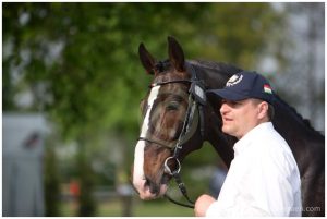 Paard in the picture: Vulcano